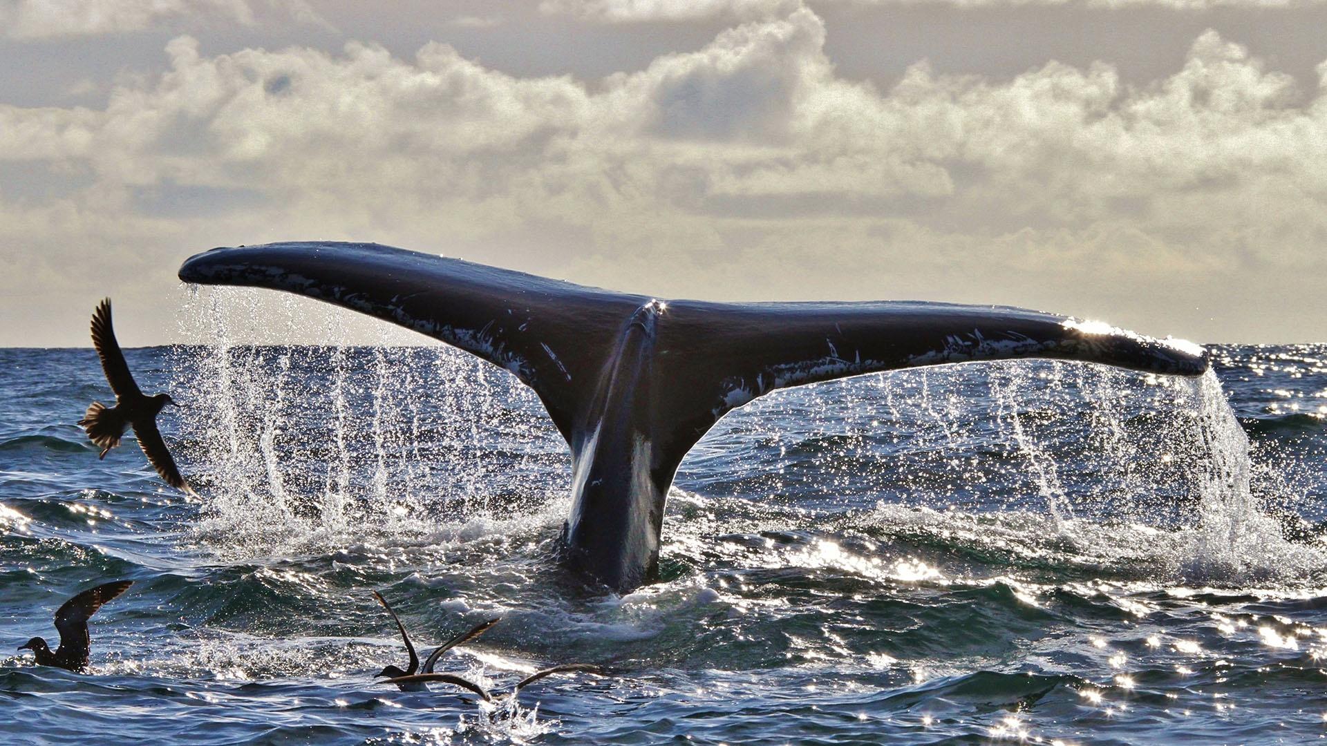 The distinctive fluke of a Humpback Whales, diving off the Kerry Coast.
