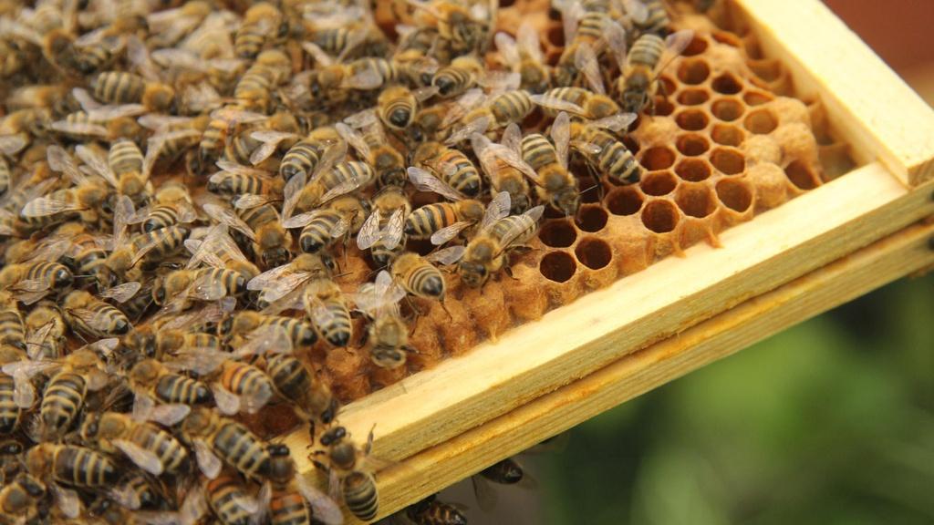 Honey bees from the royal hives at Buckingham Palace.