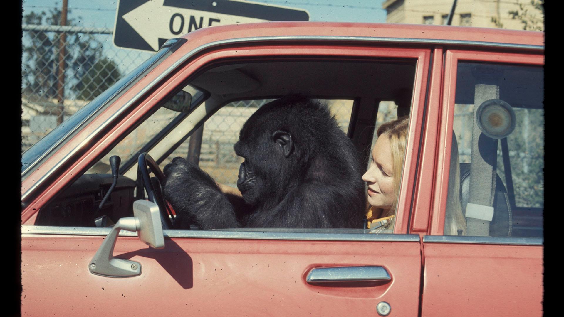 Koko and Penny Patterson driving in a car.