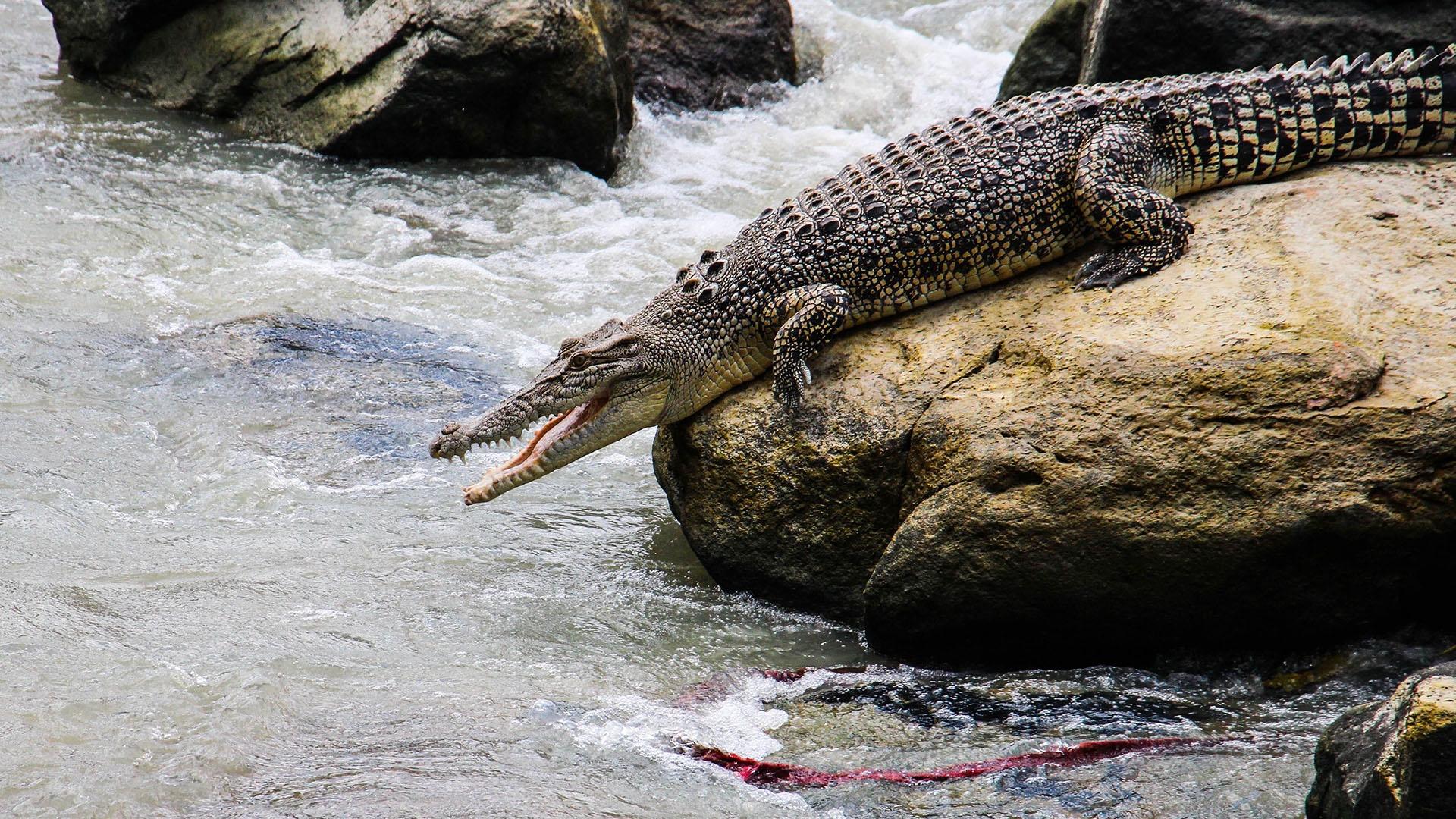 Image of a crocodile siting on a rock.