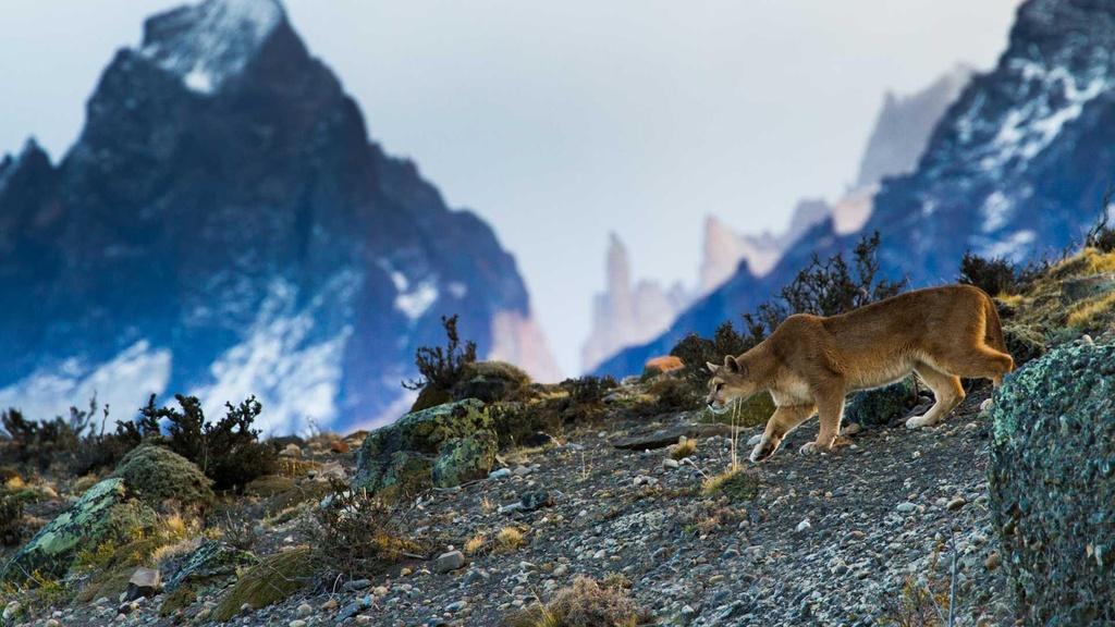 A puma stalking through Torres del Paine National Park in the Patagonian Andes.