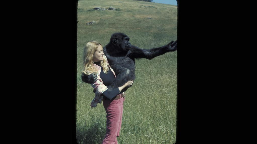 Penny Patterson & Koko. The Djerassi ranch, California.