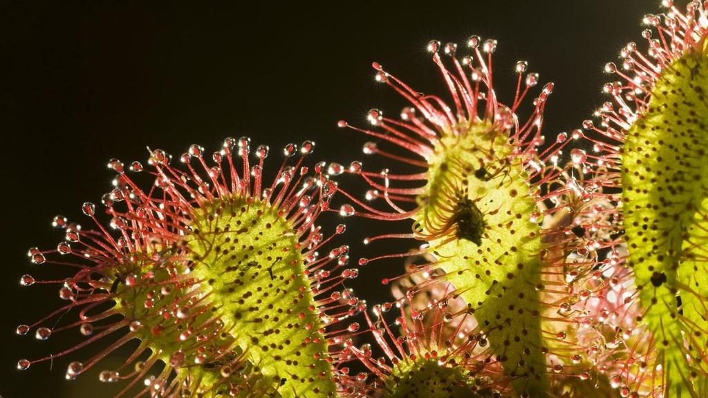 Intermediate sundew, in cultivation.