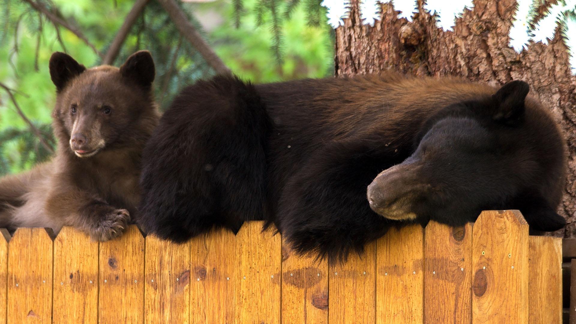 Closeup image of bears on fence