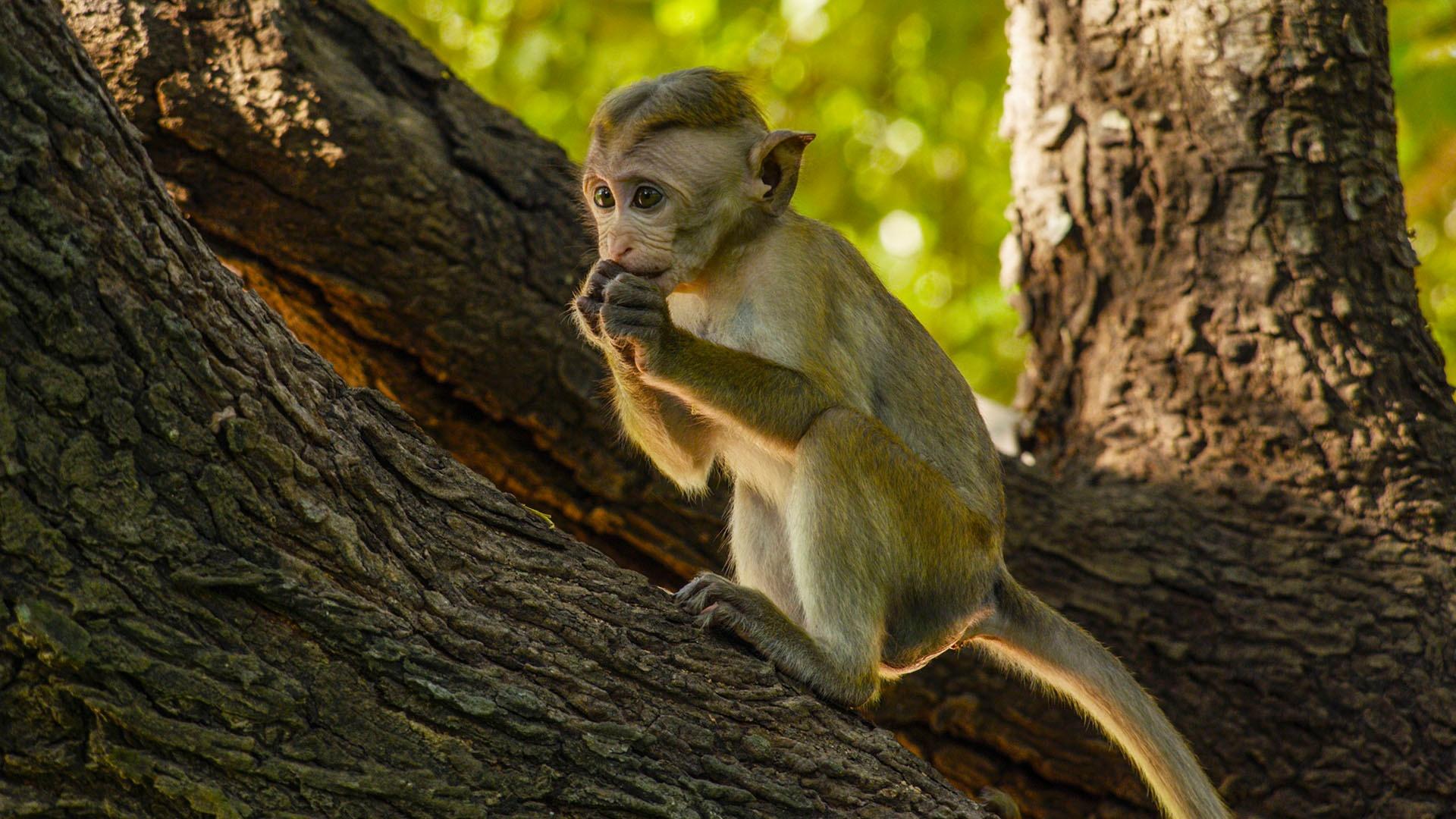 Image of toque macaque, Jazir, eating