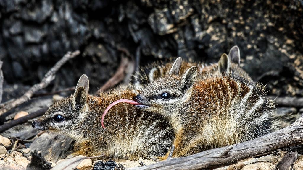 Image of three numbats
