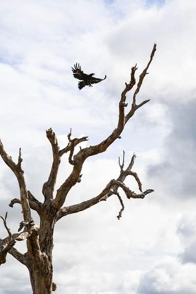 Image of an eagle in flight.