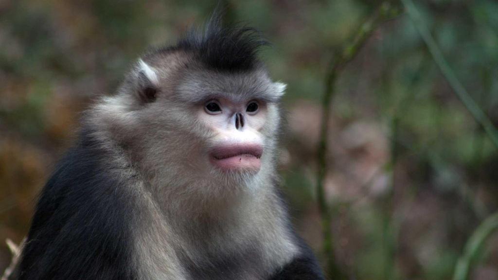 A male Yunnan snub-nosed monkey.