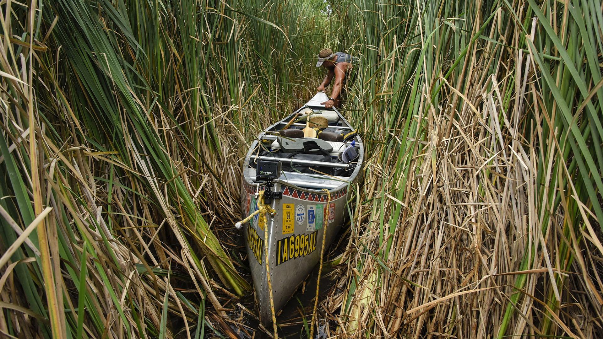 Peter Stegen pulls a canoe through dense reeds.