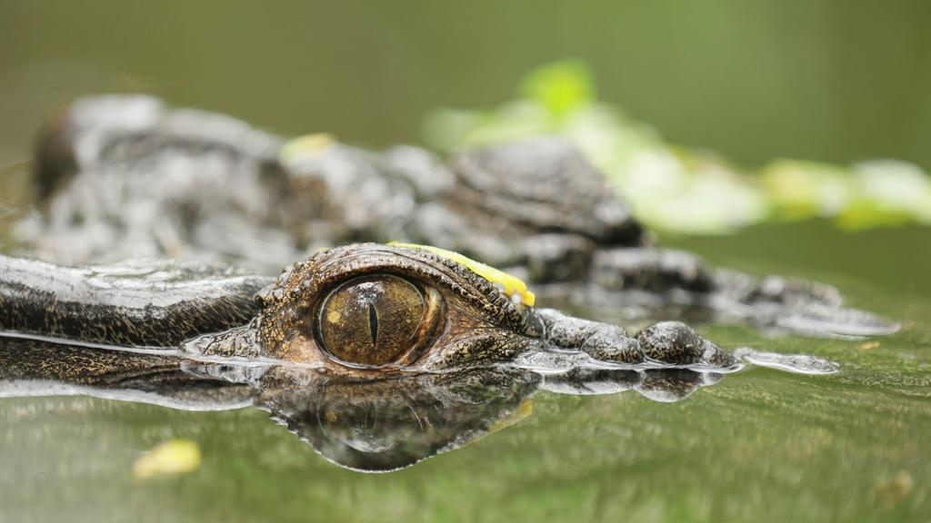 Saltwater crocodile.