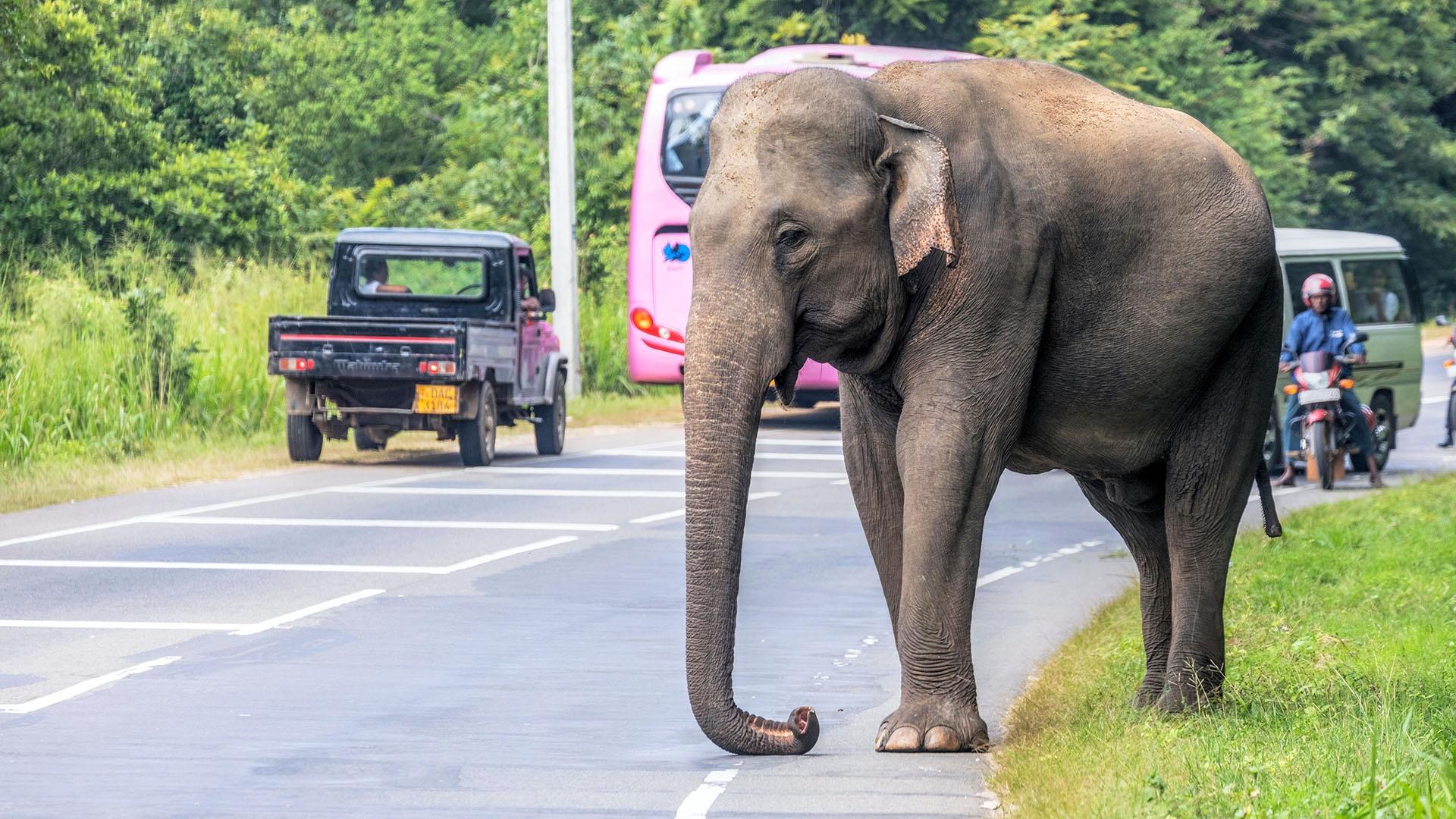 Close image of elephant on a road