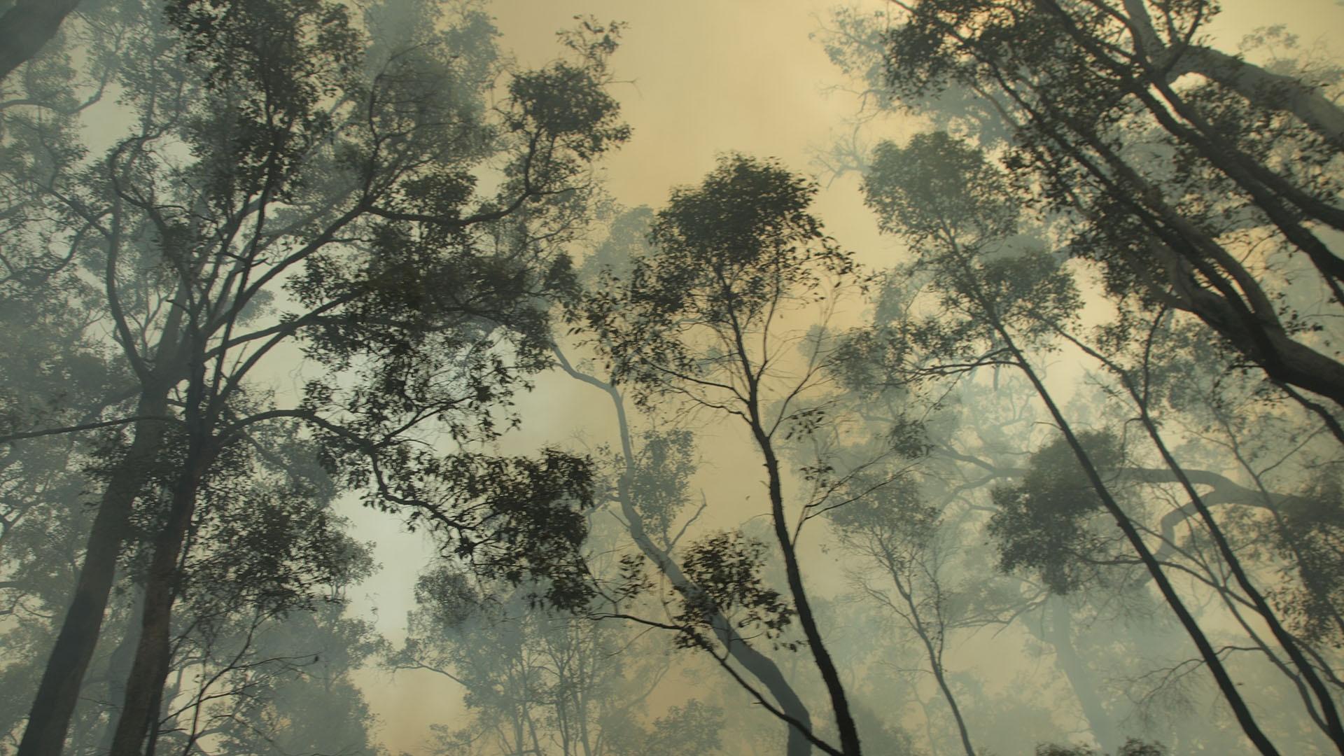 Prescribed burn in Jarrah Forest. Bunbury, Western Australia.