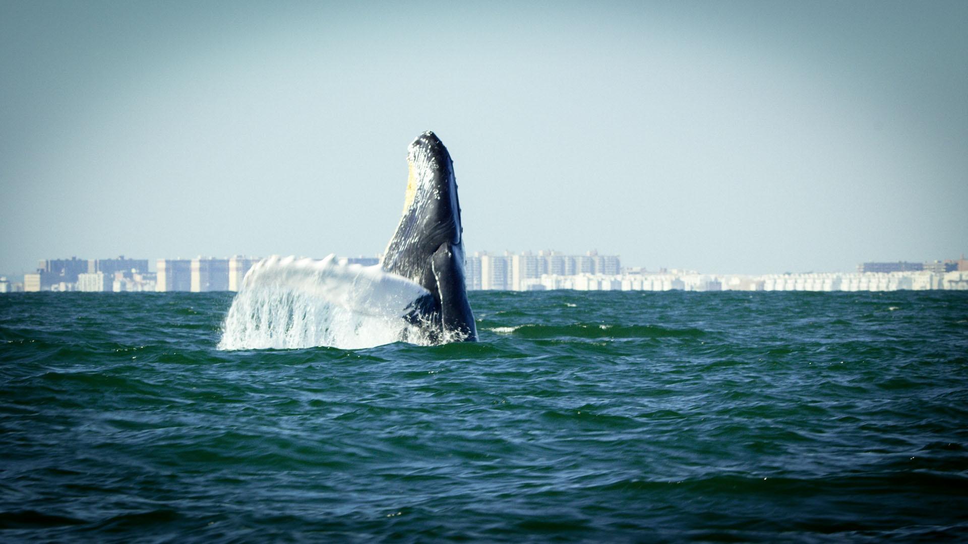 Still image of humpback whale