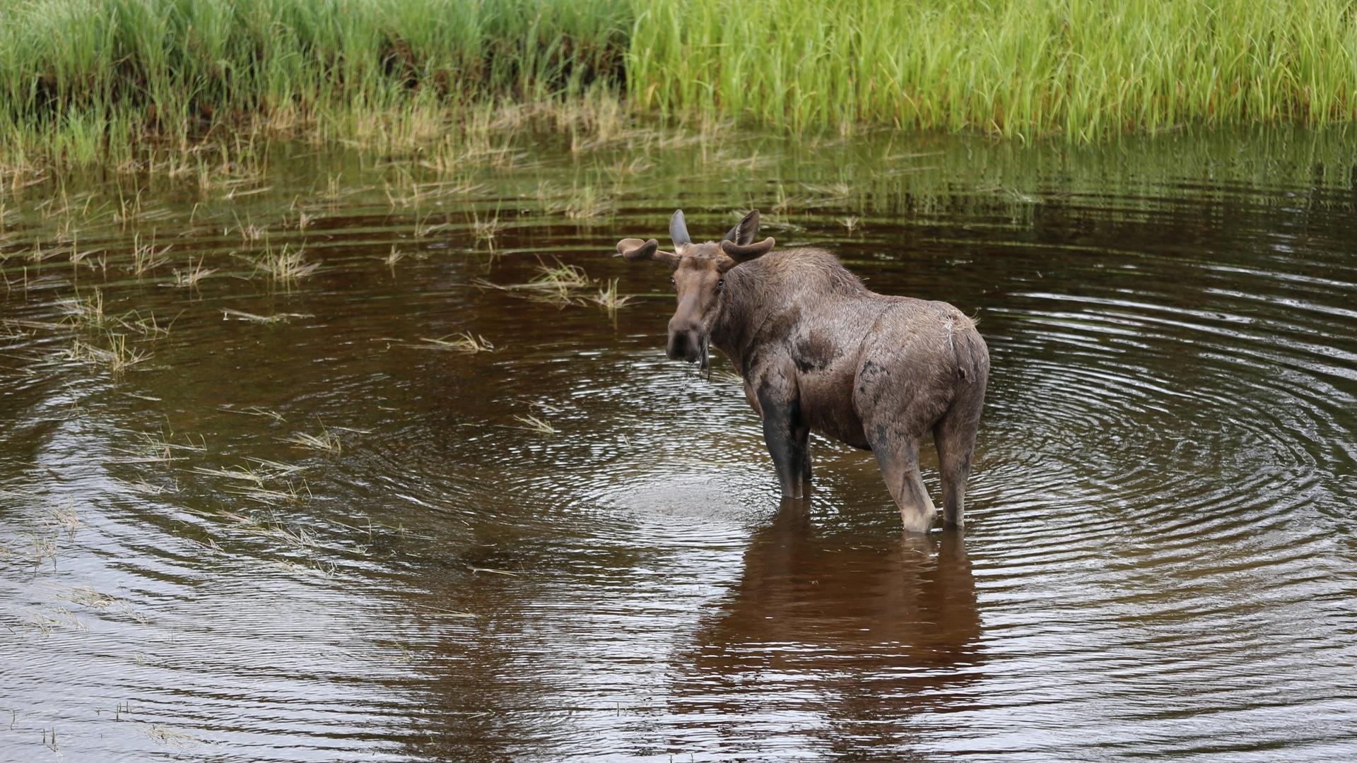 Photo of an Alaskan moose.