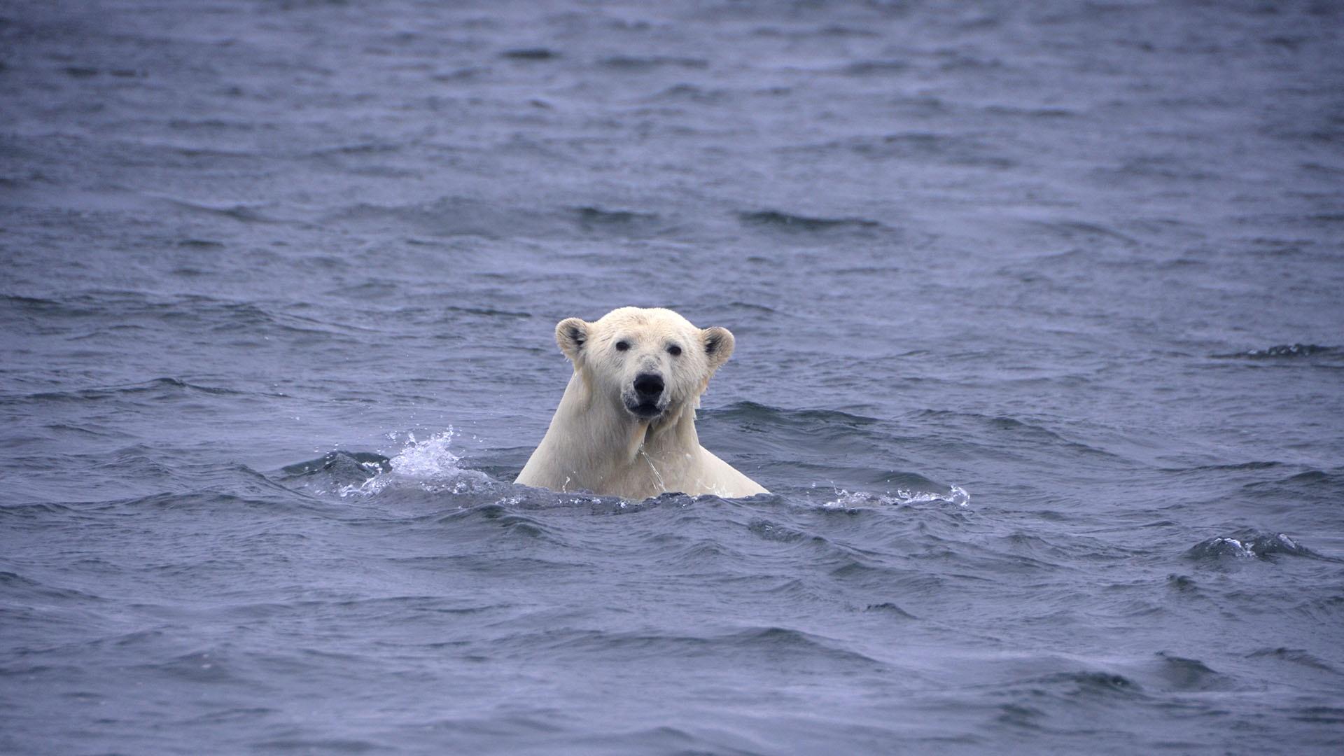 A polar bear swims in the Arctic Ocean near Kaktovic.