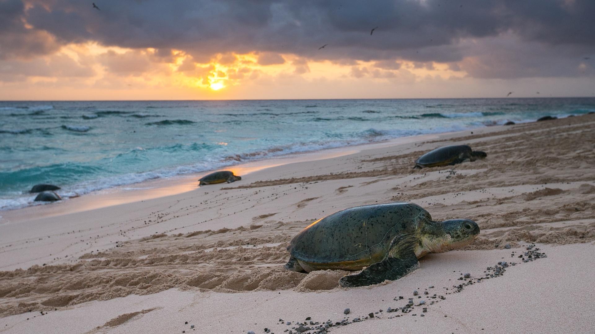 Green sea turtles climb up the beach of Raine Island to lay their eggs.