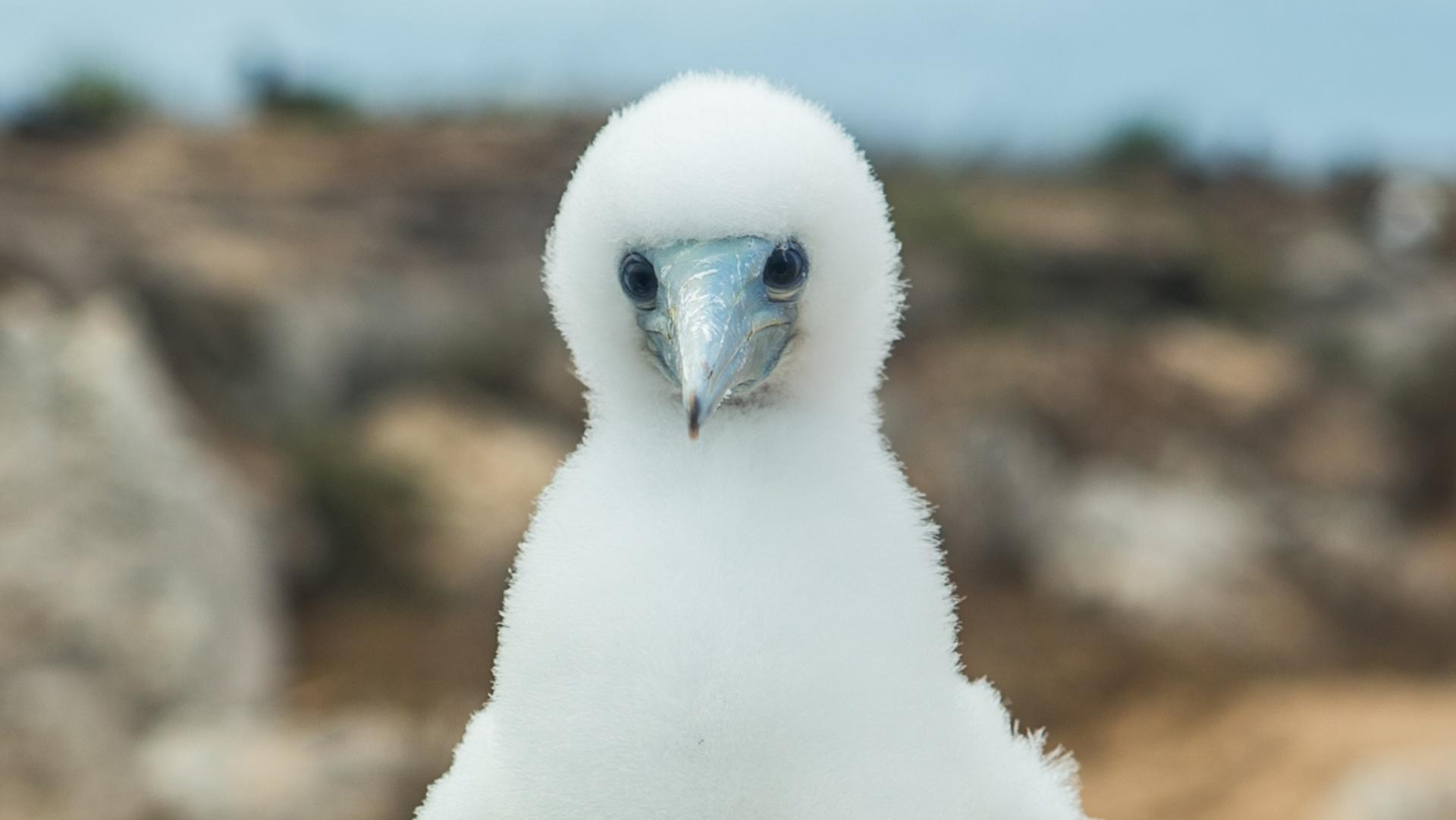 A brown booby chick on Raine Island.