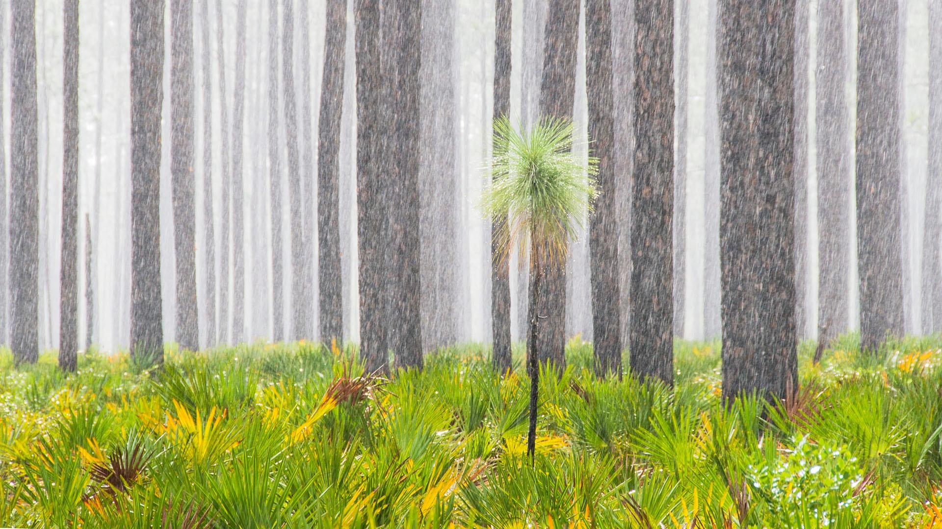 Rain in Longleaf Pine Forests, Alabama, USA.