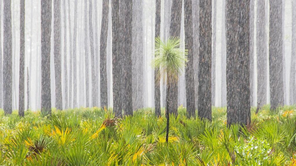 Rain in Longleaf Pine Forests, Alabama, USA.