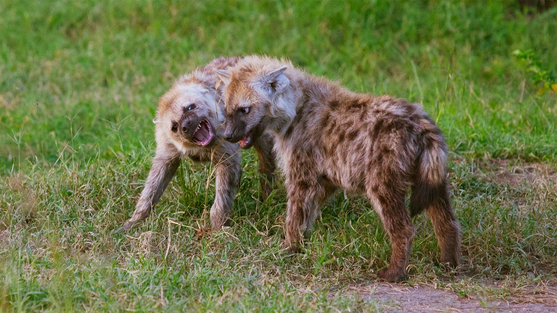 Image of two hyena twins