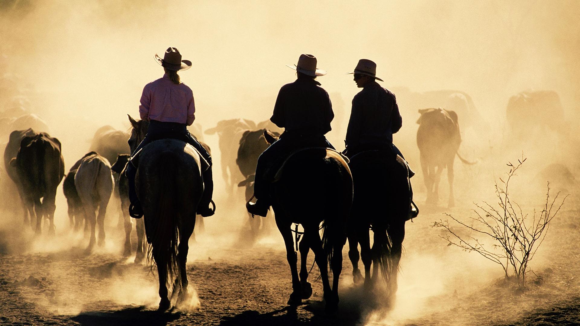 Cattle mustering in the Australian Outback.