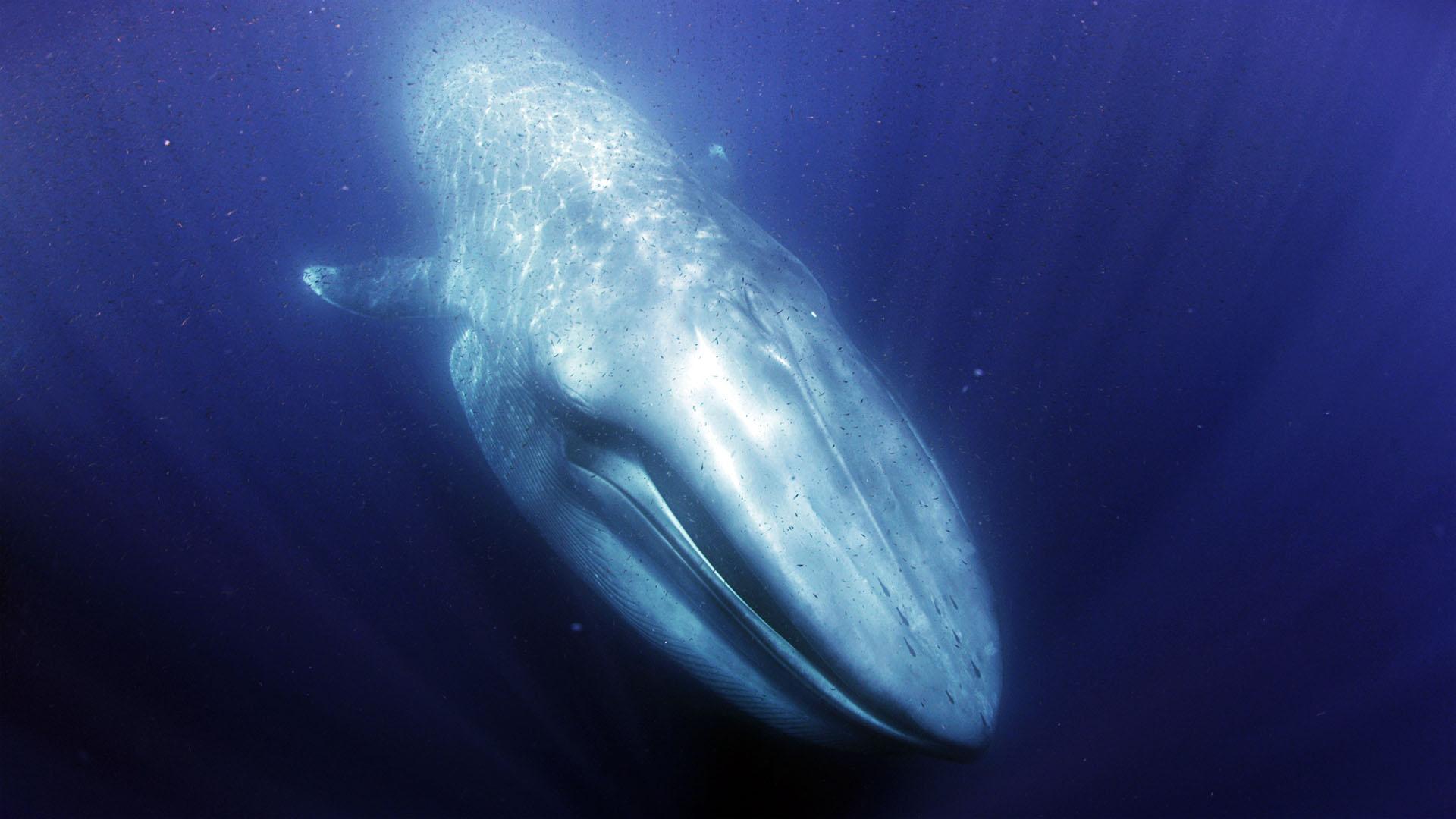 Blue whale at Baja California, Mexico.