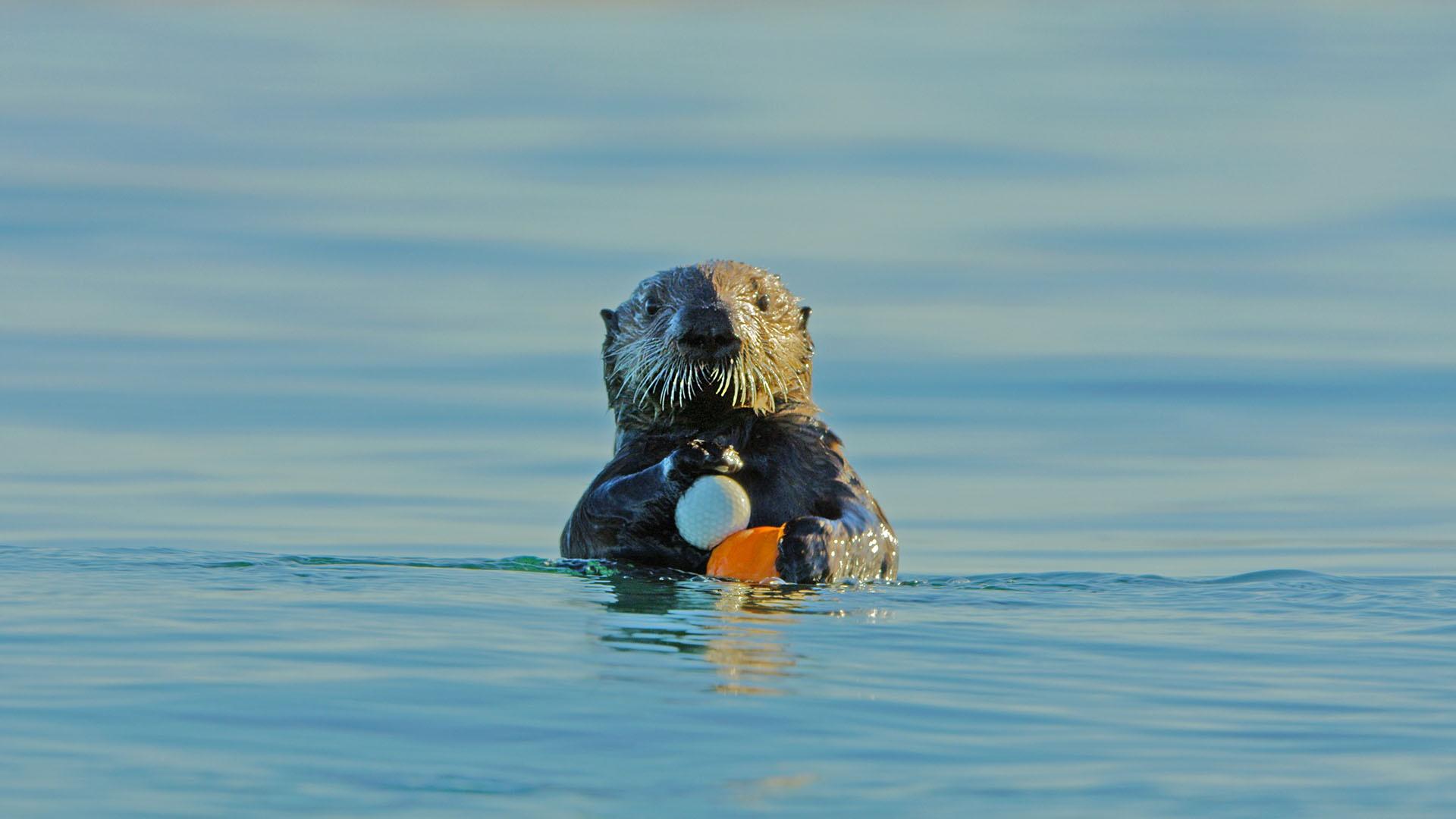 Image of sea otter pup swimming in water