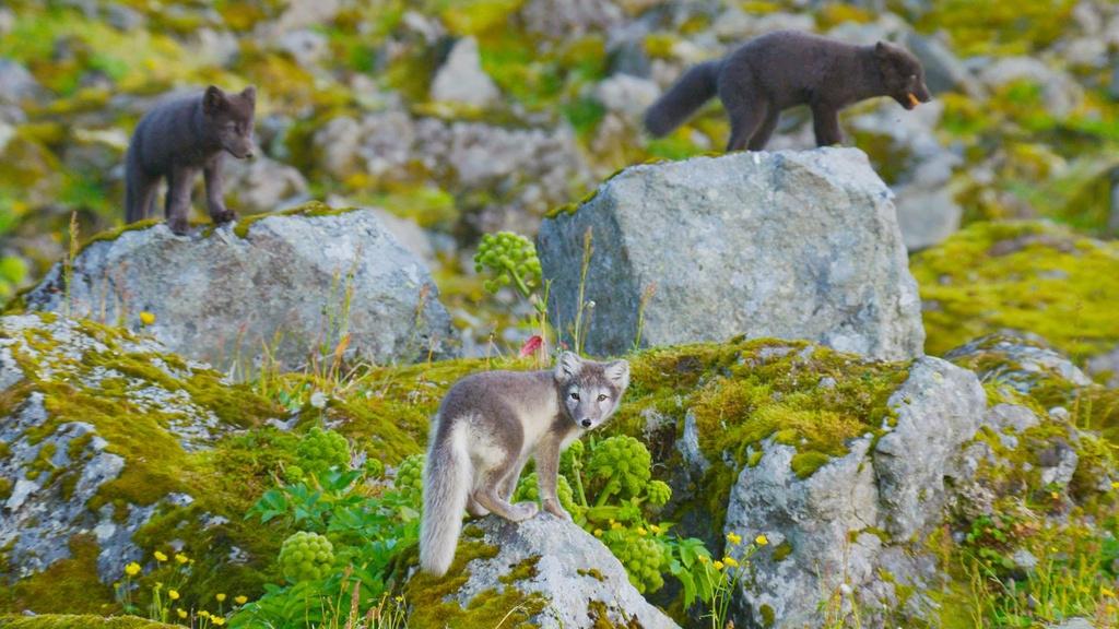 Image of three Arctic fox cubs