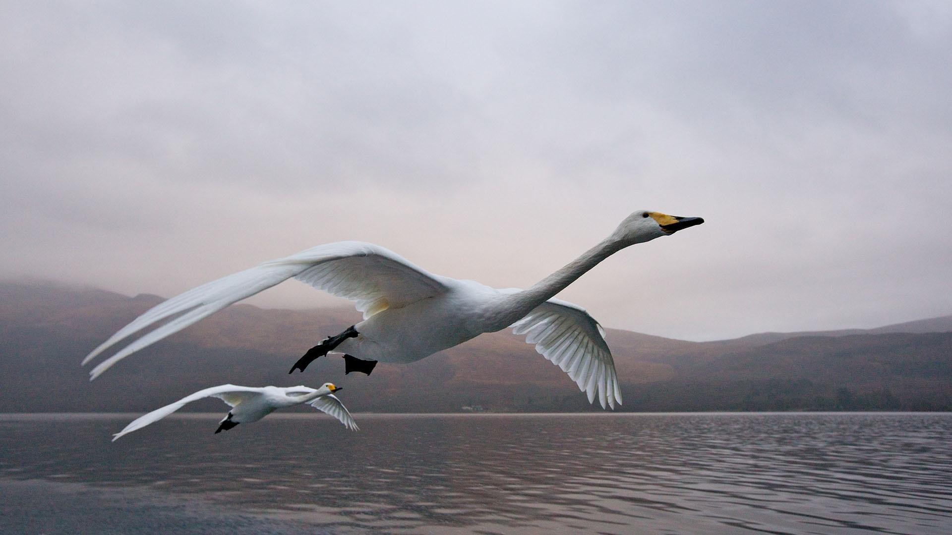 Whooper swans ride the bow wave of rising air behind a speeding boat.