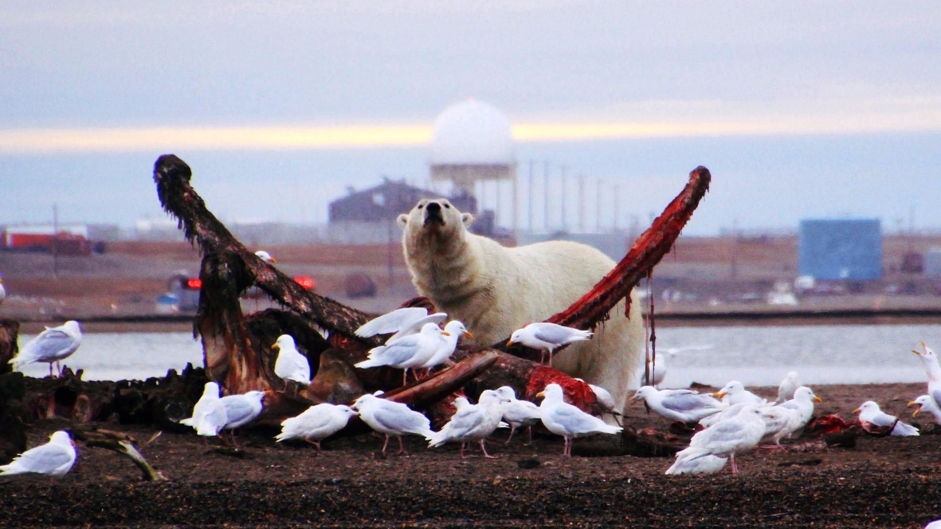 A polar bear eats at the Bone Pile with the town of Kaktovic in the background.