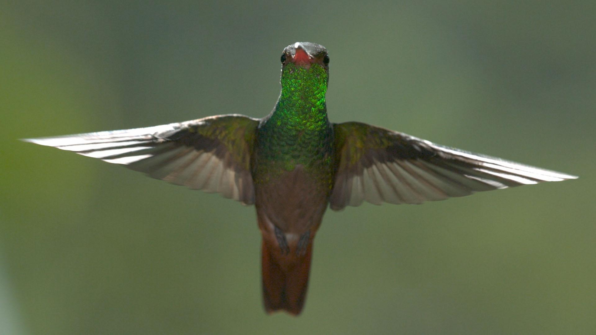 Hummingbird wings beat at up to 80 times a second, giving them the ultimate control in the air.