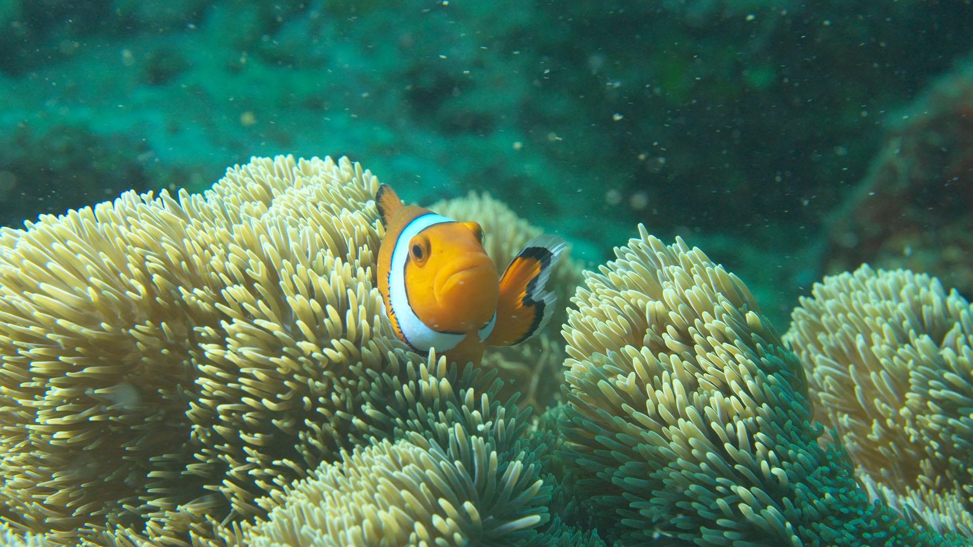 Clownfish in sea anemone at Okinawa, Japan.