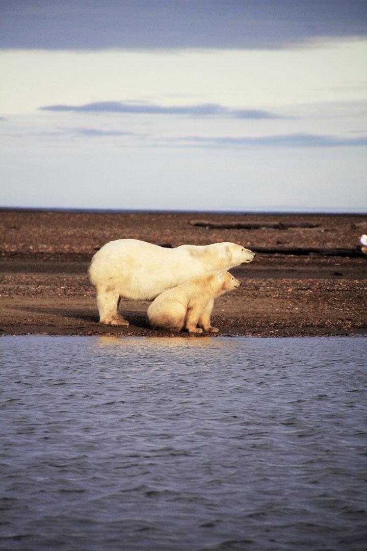 A mother polar bear with cub on shoreline in Kaktovic Bay.