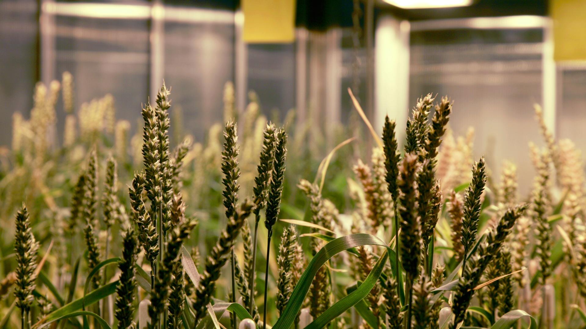 Wheat being grown at Rothamsted Research, as part of the 20:20 initiative.