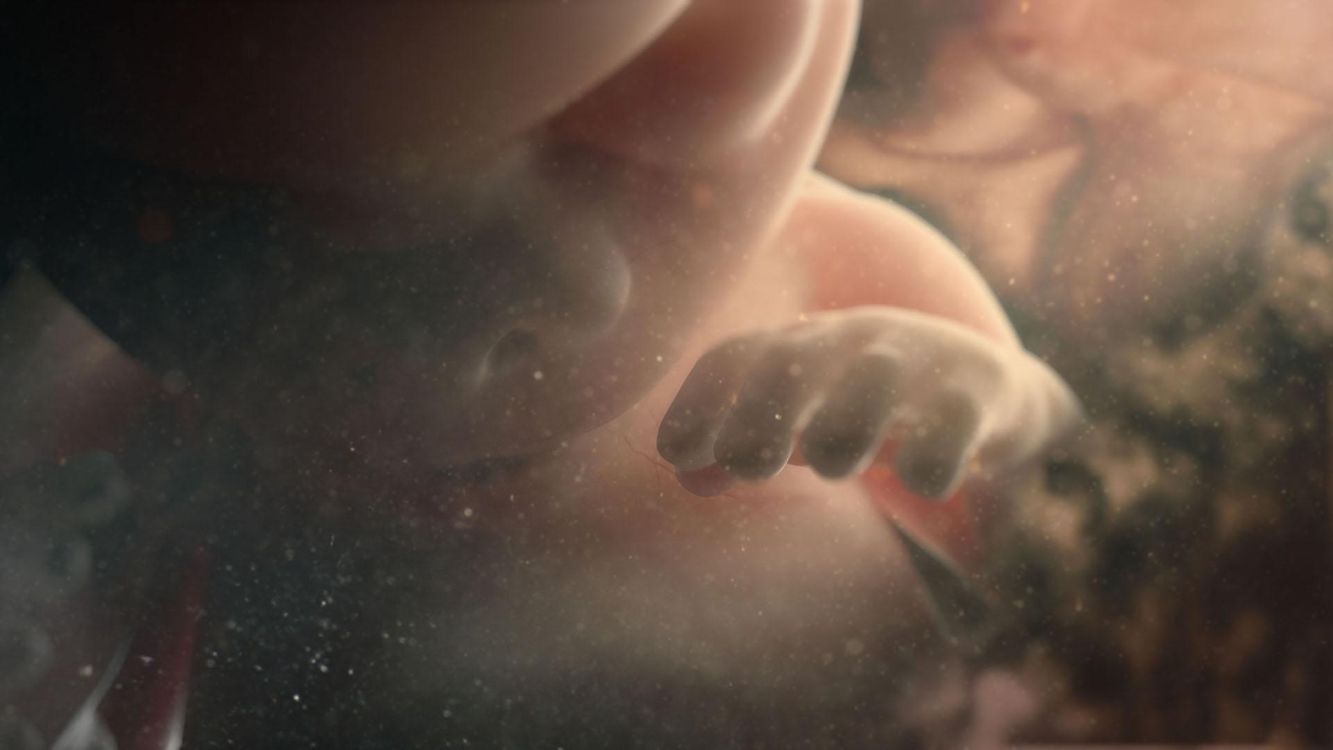 A fetus, just 4 centimeters long at 11 weeks.