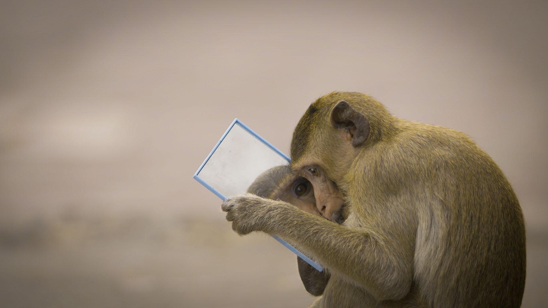 Closeup image of macaque