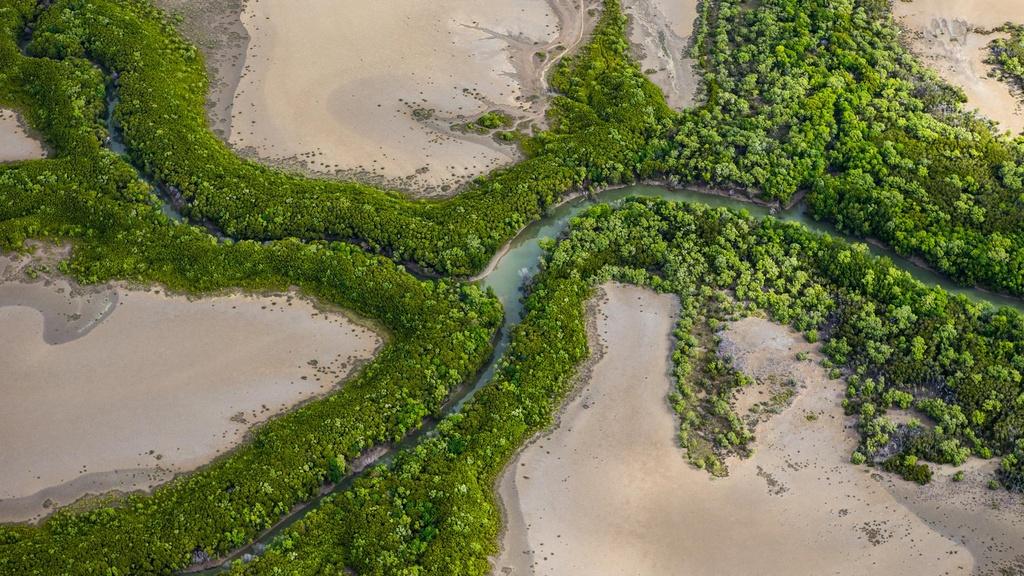 A mangrove from above.