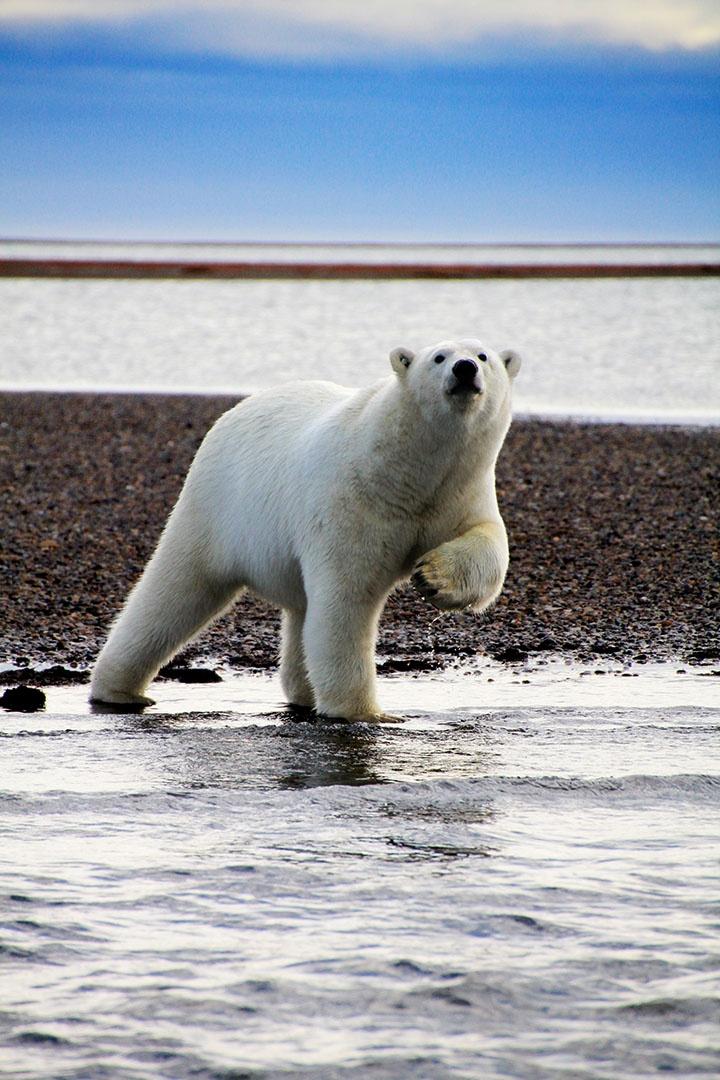 A lone polar bear entering the water near Kaktovic.