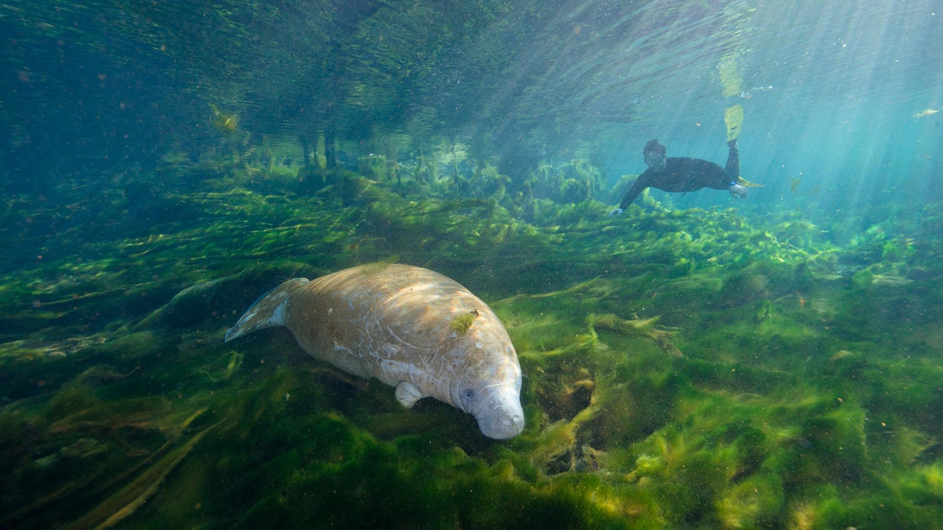 Joe Guthrie swims over a manatee in an algae-filled freshwater spring in Florida.