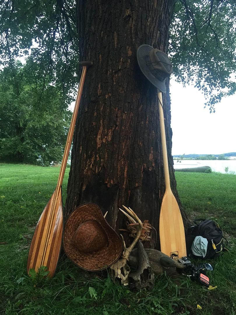 Canoeing oars sit against a tree.
