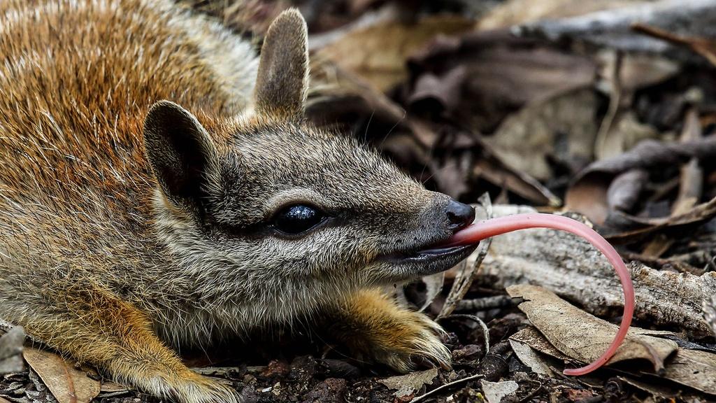 Closeup image of a numbat.