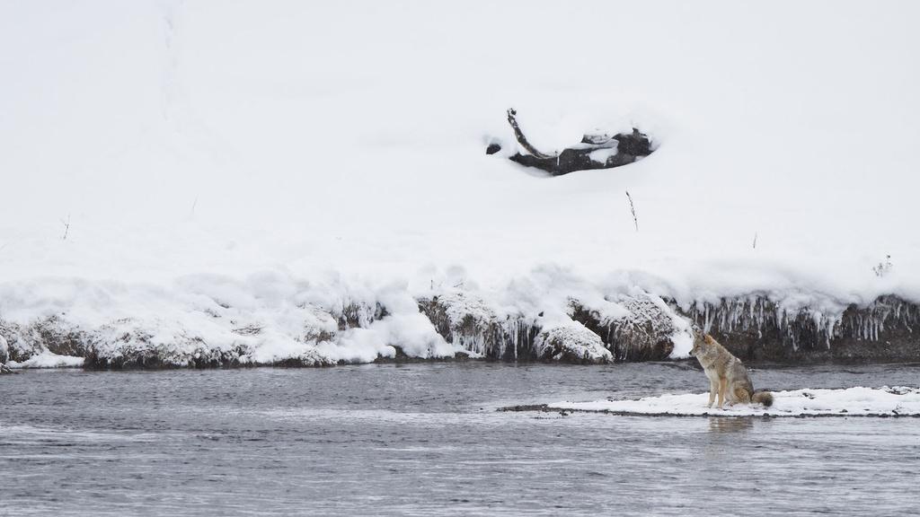 A coyote waits patiently by the Madison River in Yellowstone National Park.