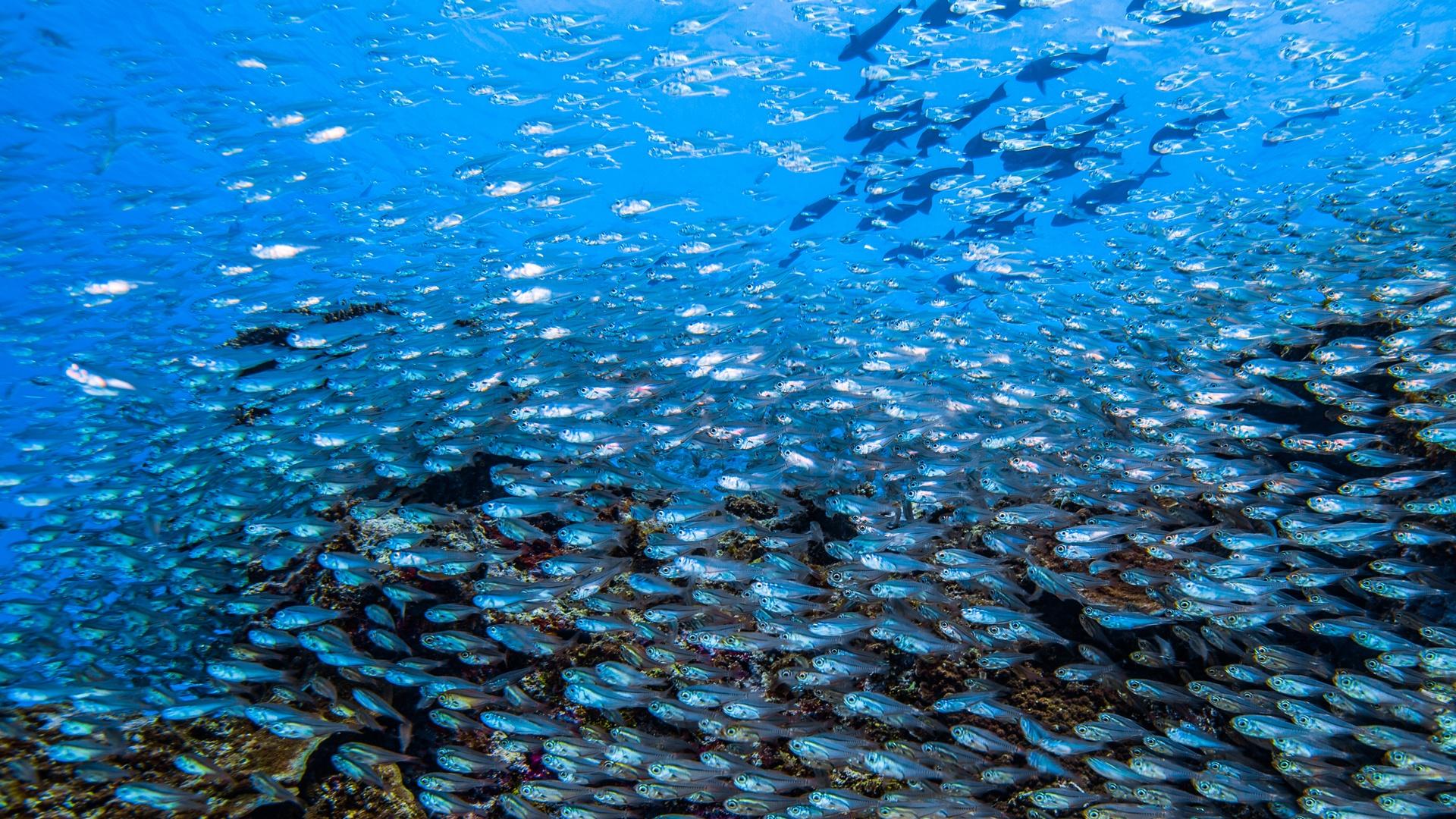 A school of glassfish in the Great Barrier Reef.