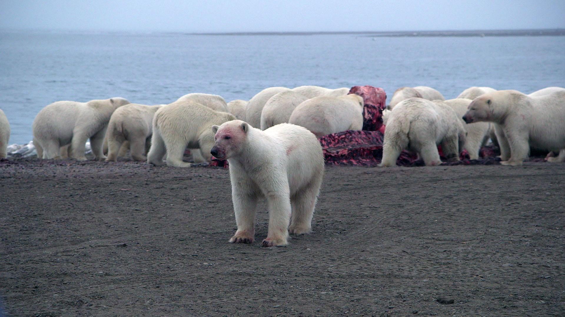 Polar bears gather to eat the fresh meat on the Kaktovic bone pile.