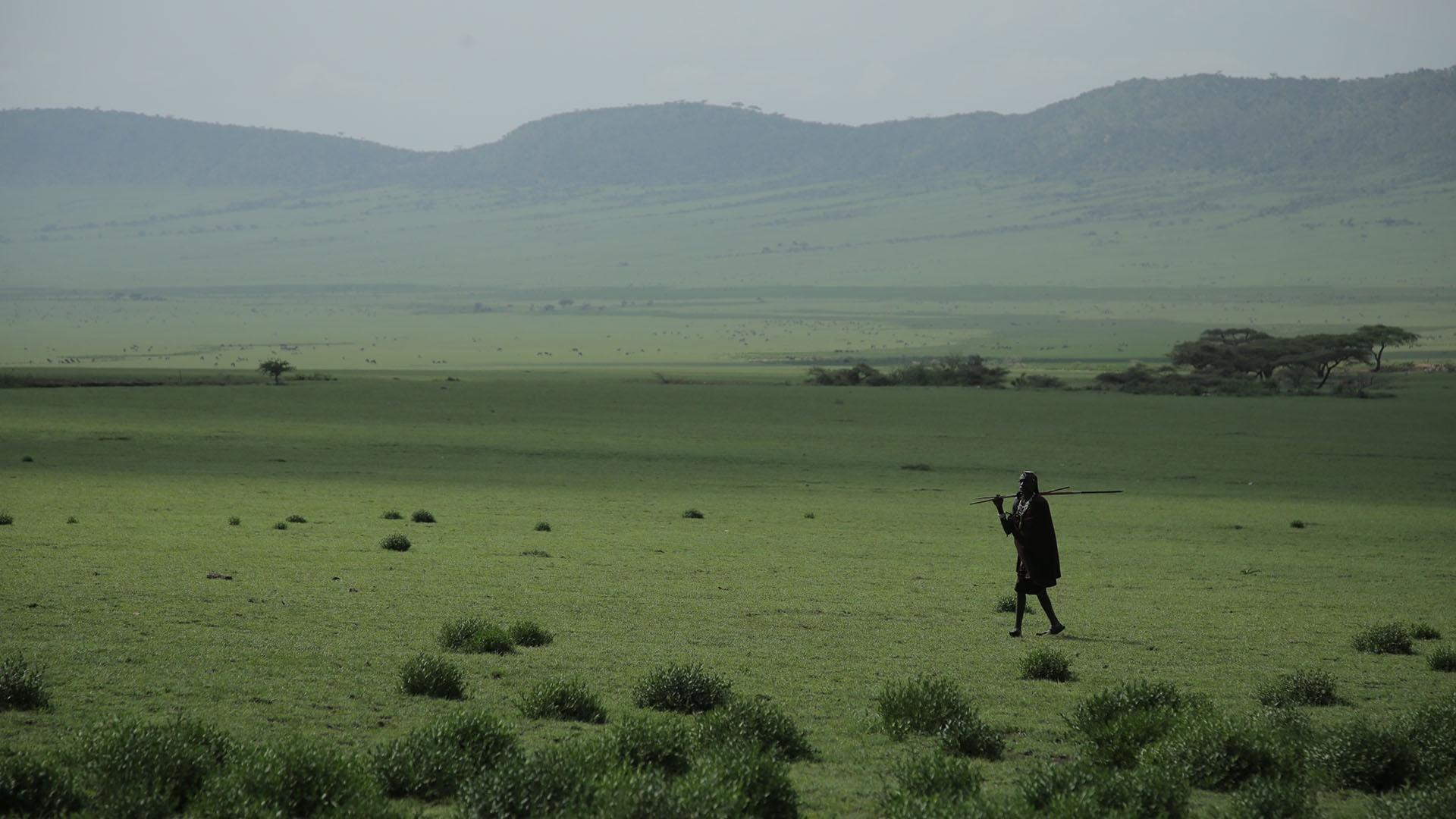 Color: Maasai cattle herder surveying the grasslands of the Serengeti plains in Tanzania.