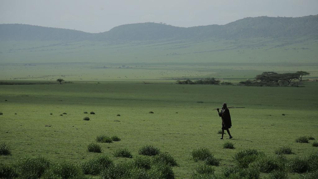 Color: Maasai cattle herder surveying the grasslands of the Serengeti plains in Tanzania.