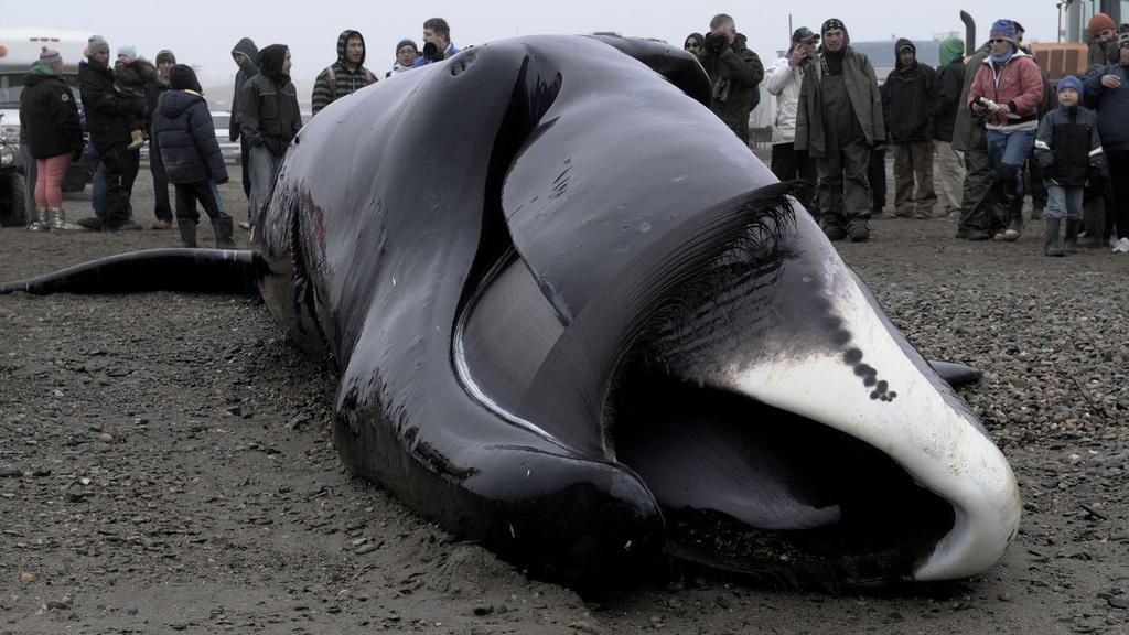 A caught Bowhead whale with members of Kaktovic Inupiat tribe in the background.