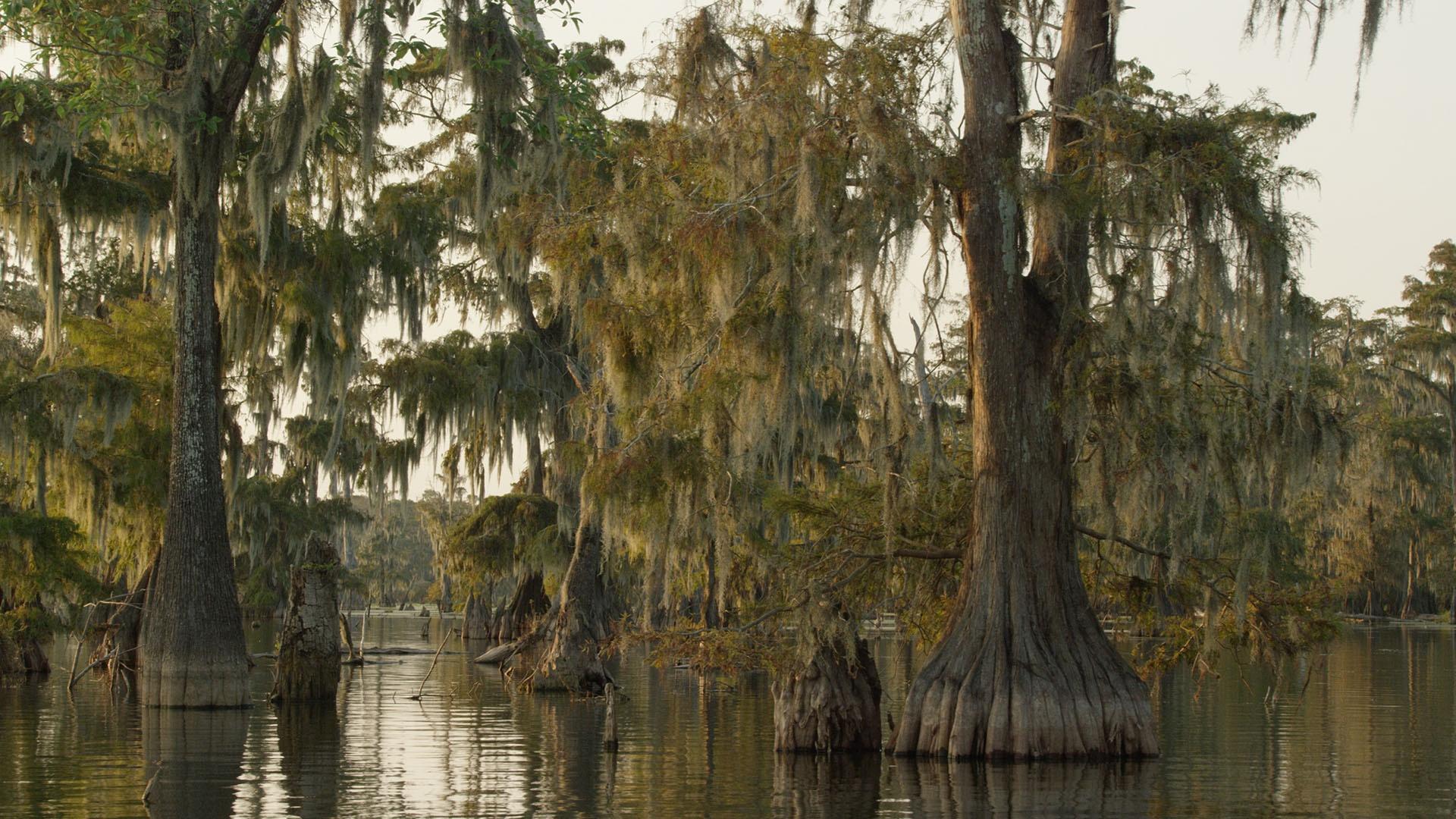 The Atchafalaya Swamp in Louisiana, fed by the Mississippi, is the largest swamp in the USA.