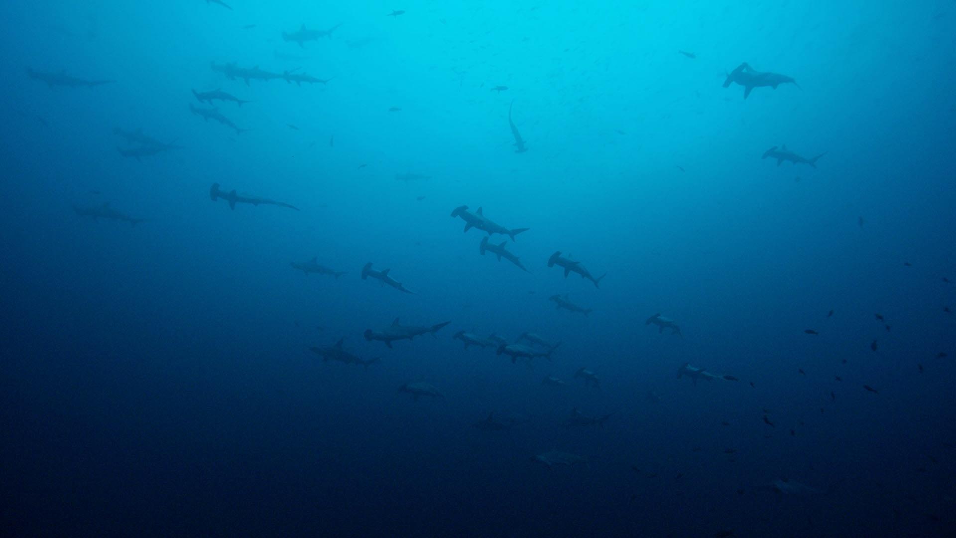Hammerhead sharks swarm swimming at Malpelo Island, Colombia.