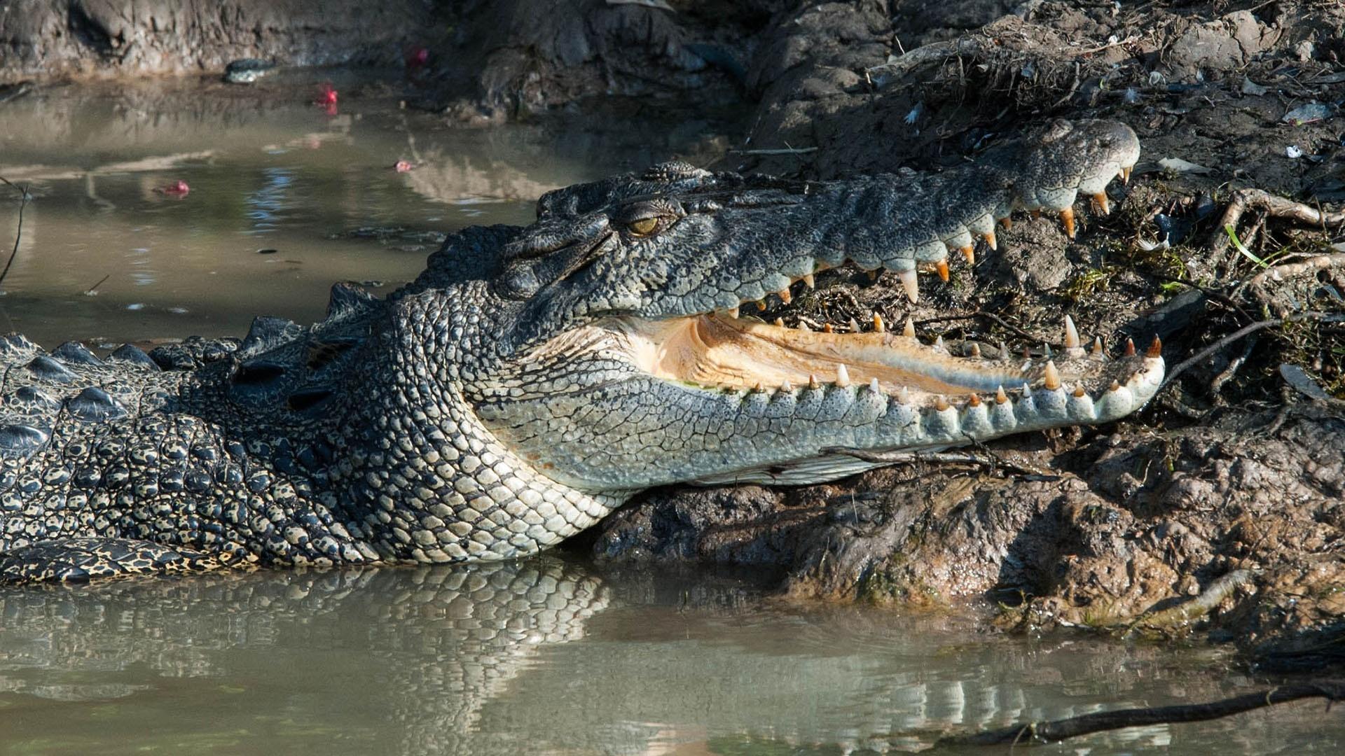 Closeup image of a crocodile.